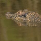 Tambopata Trips 2 Days