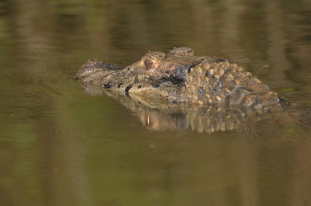 Tambopata 3 Days Tour