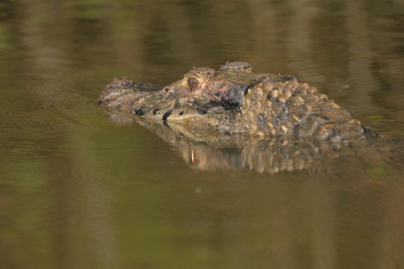 Tambopata Trips - 2 Days Experience