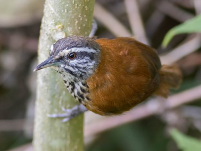 Peru Birding Tours- Inca Wren