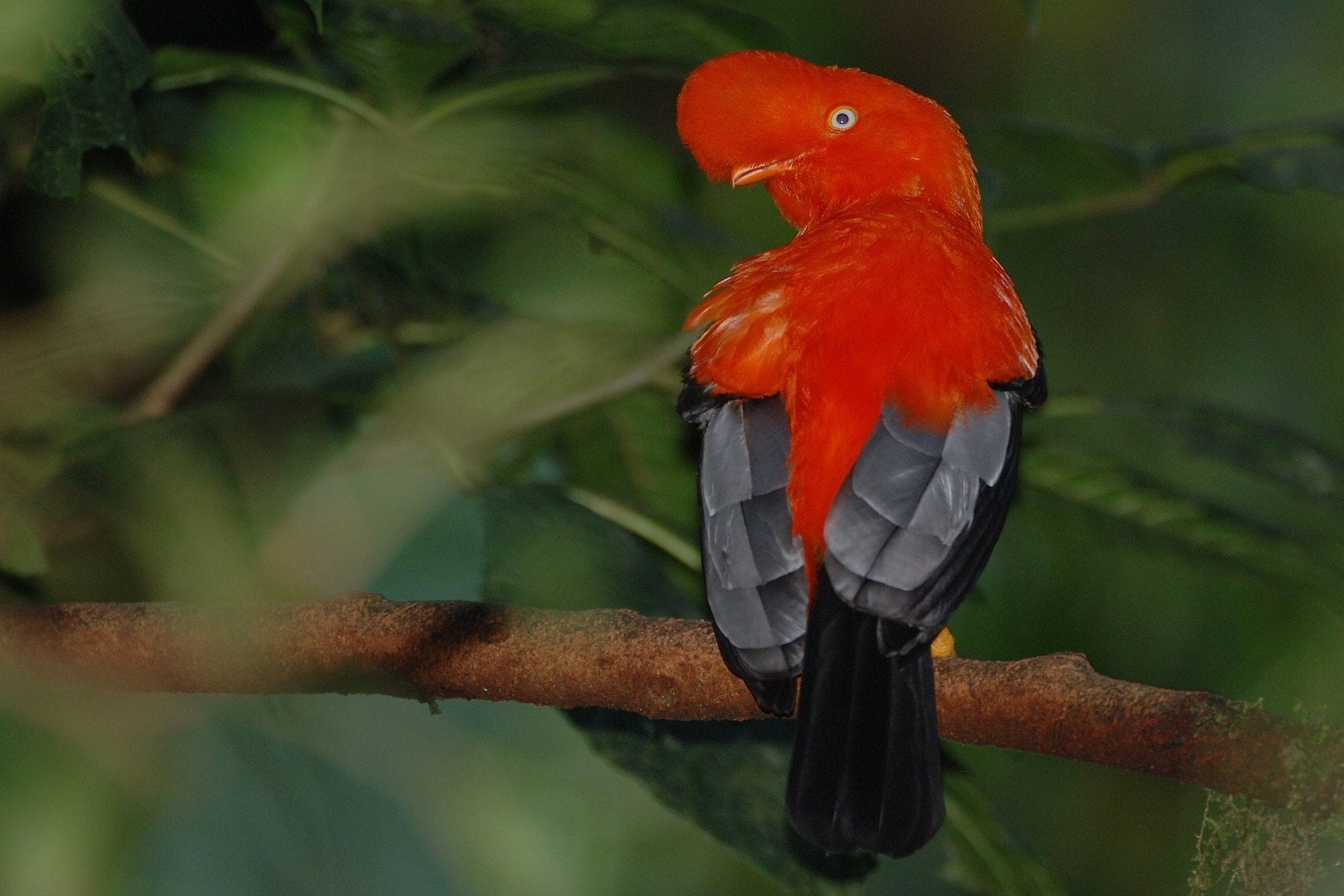 cock of the rock near cusco