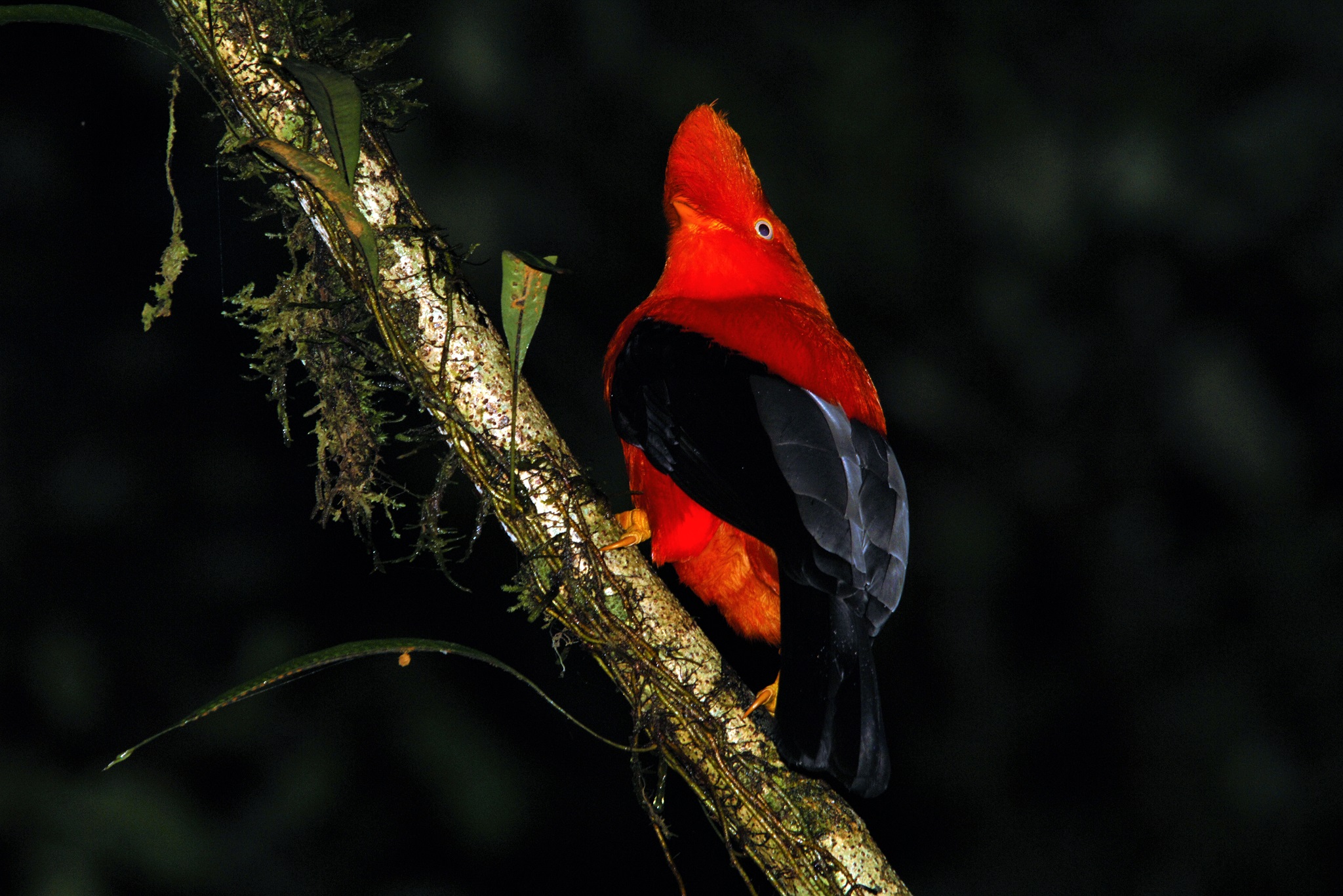 Cock of the Rock near Cusco Cock of the Rock near Cusco