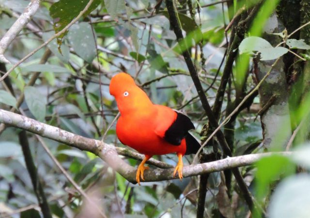 4 Days Amazon Tours in Peru