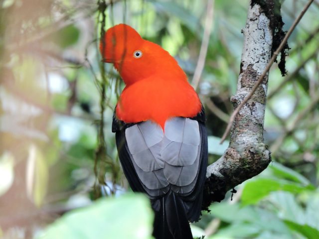 Peru Birding Tours - Cock of The Rock