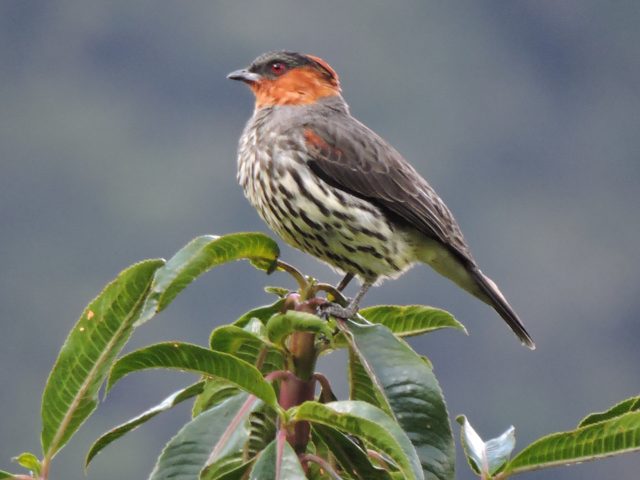 Peru Birding Tours