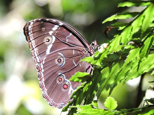 manu tours from cusco Our express tour is carefully crafted to provide the perfect balance between exploration and relaxation. After an exhilarating day of wildlife encounters and exciting activities, unwind in comfortable lodgings nestled within the rainforest. Enjoy a delicious meal as you listen to the soothing sounds of nature surrounding you. Don't miss out on this extraordinary opportunity to discover the beauty and wonders of the Peruvian rainforest. Join our 2-day tour from Cusco and create lifelong memories in one of the world's most biodiverse regions. Book your adventure now and embark on an unforgettable journey into the heart of the Amazon!