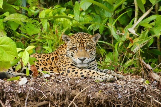 Is the Amazon Rainforest in Peru?