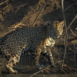 jaguar seen in a manu park by plane tour program