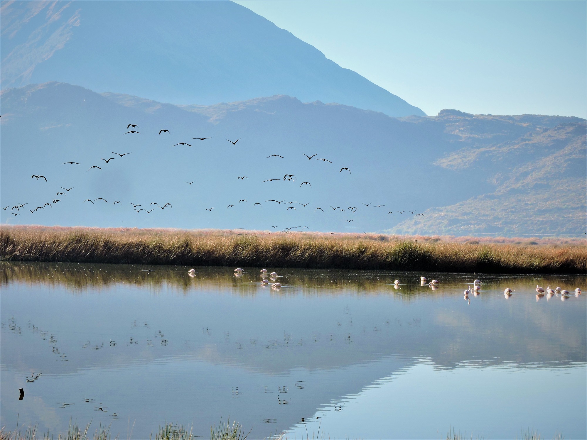 Birding in Machupicchu