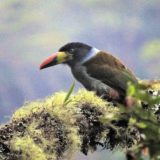 birdwatching in peru 10 days
