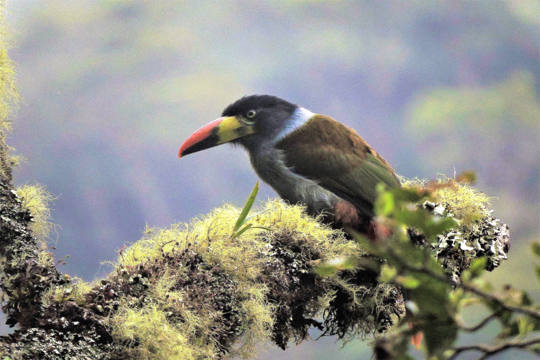 birdwatching in peru 10 days