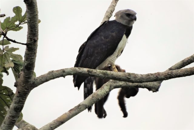 Harpy Eagle eating a capuchin monkey at guadalupe lodge in manu biosphere reserve.