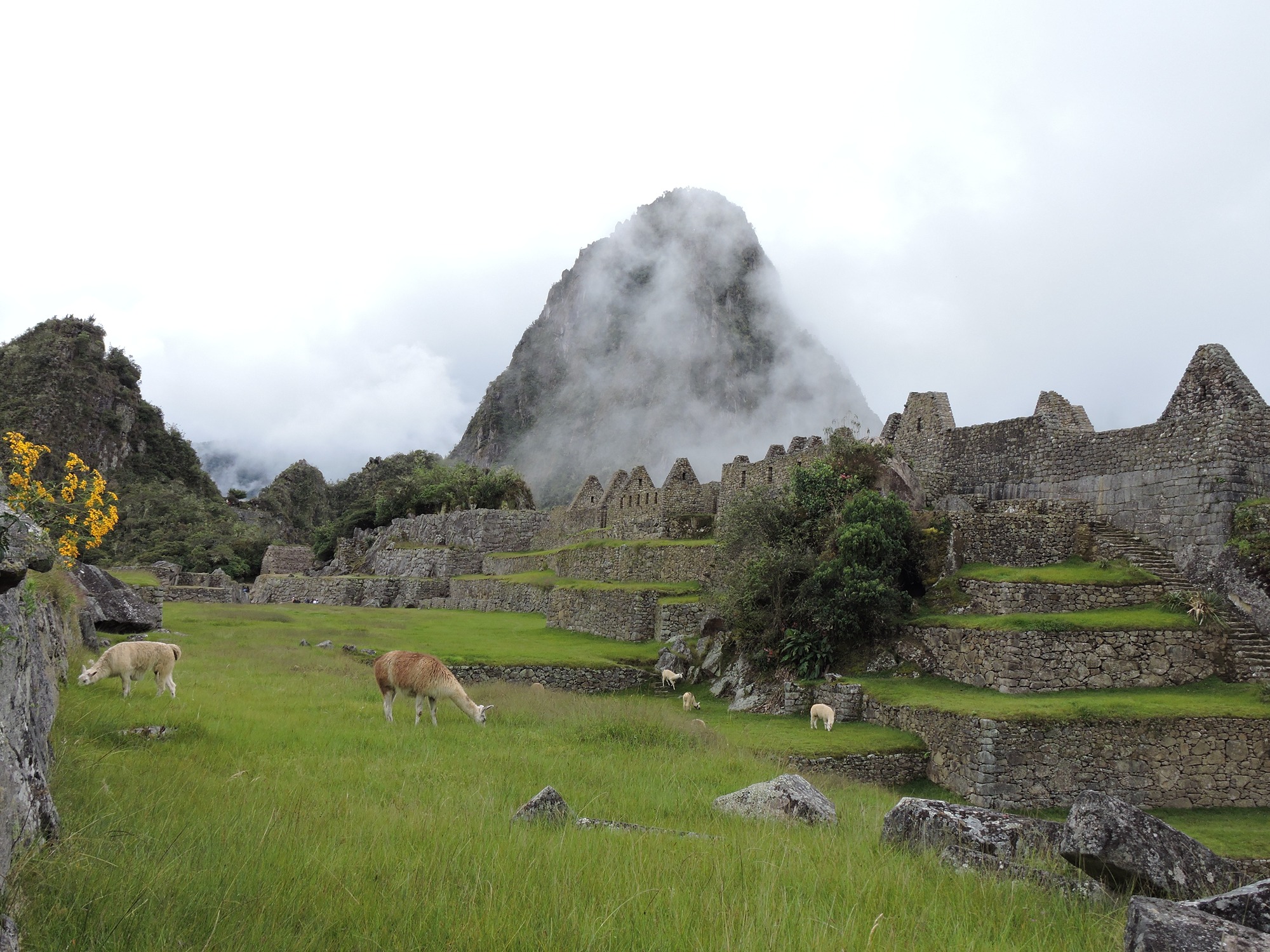 BEST PERU BIRDING TOUR -Birdwatching at Machupicchu