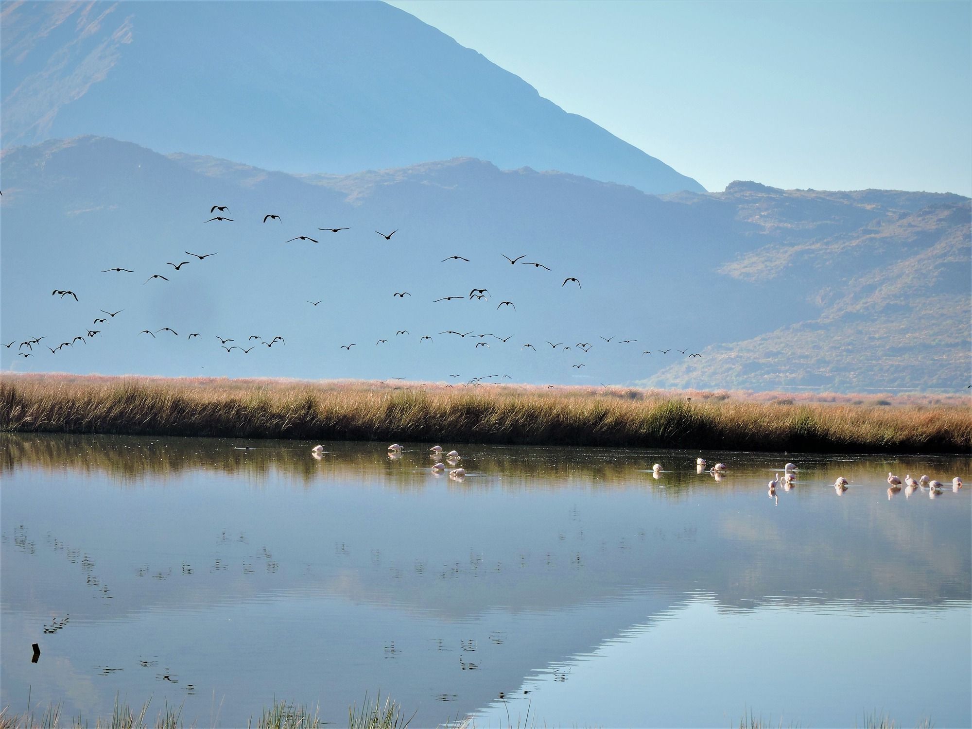 how to see more than 100 bird species in Cusco Huacarpay Lake in Cusco