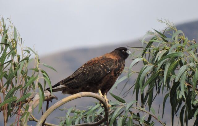 How to see more than 100 birds