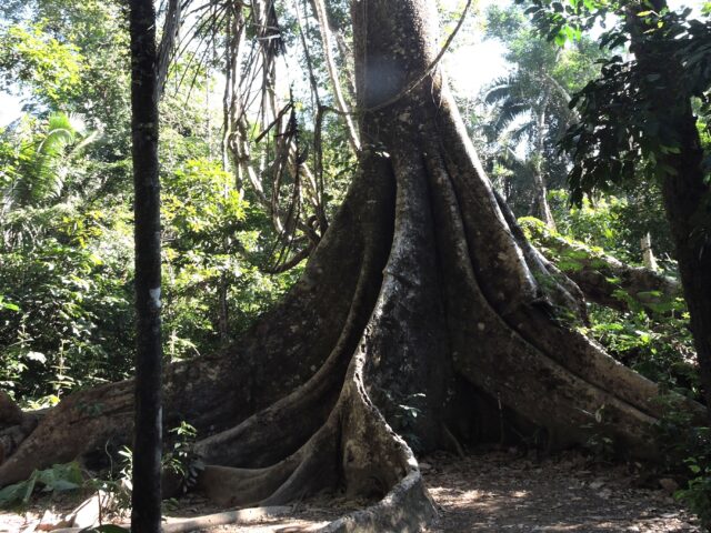 The Amazon Rainforest: Does It Extend into Peru?