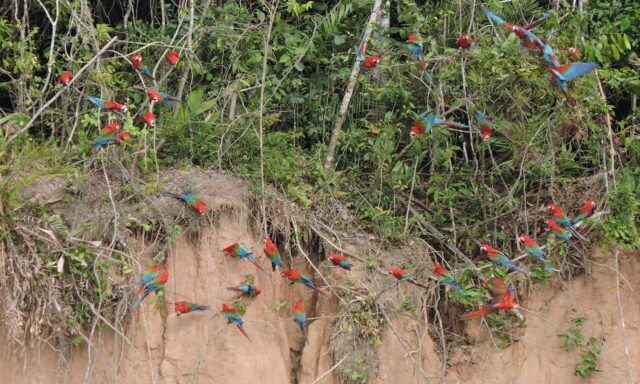 tambopata best jungle tour - chuncho clay lick