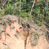 tambopata best jungle tour- chuncho clay lick