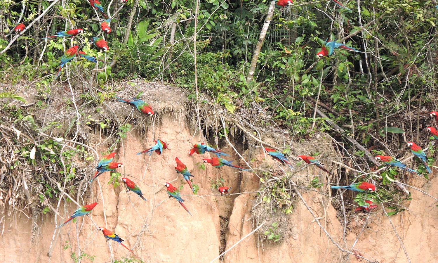 tambopata best jungle tour- chuncho clay lick