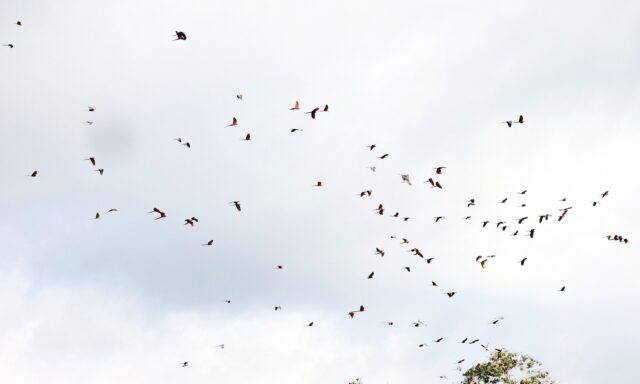 tambopata best jungle tour- chuncho clay lick
