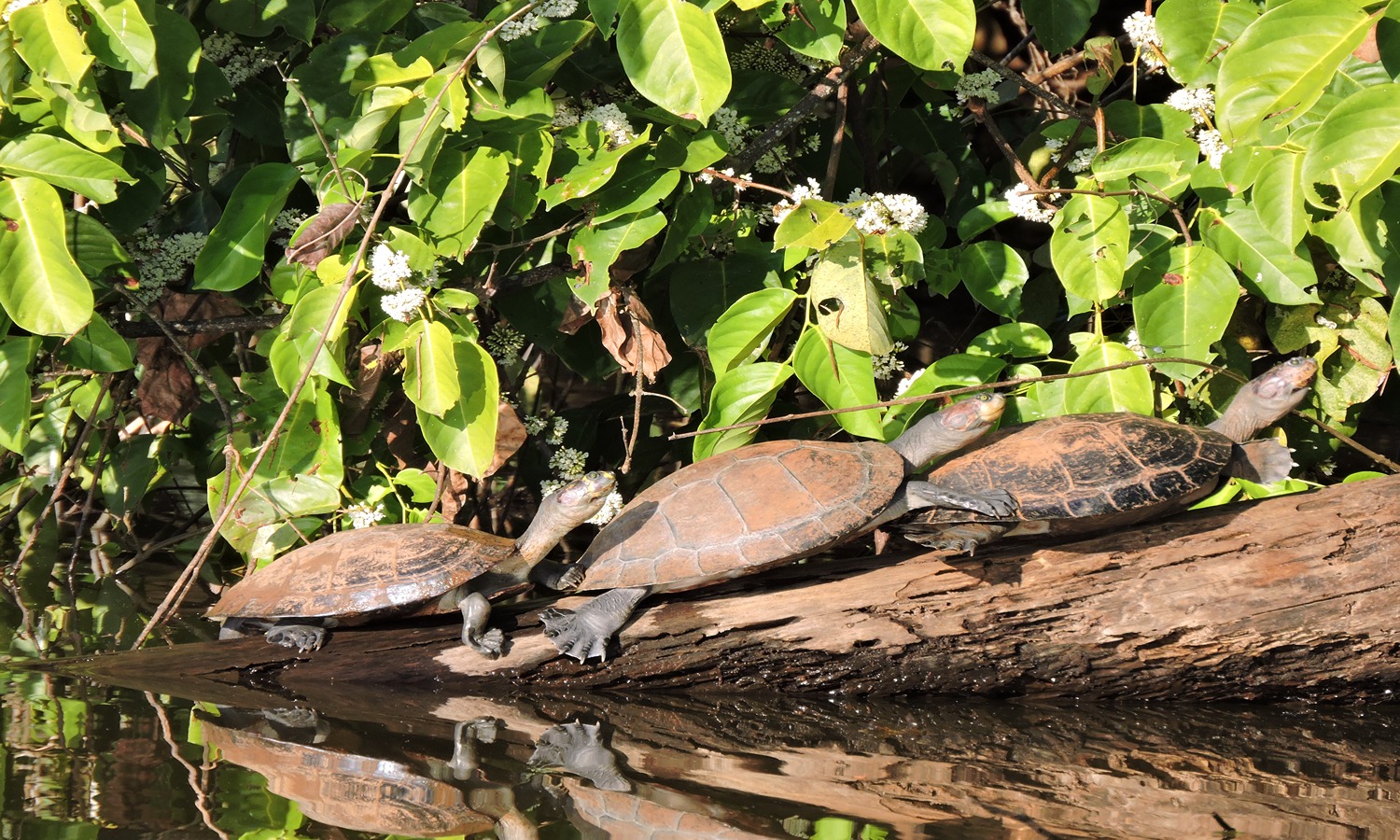 Where to Spend a Week in Peru’s Jungle? Where to Spend a Week in Peru’s Jungle?